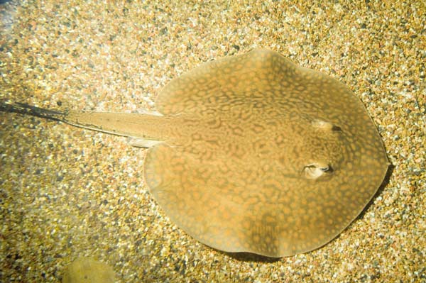 Potamotrygon castexi